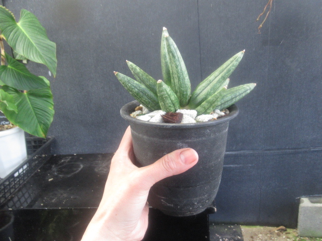 ＫＮ　１円！　サンスベリア(チトセラン属）　ハイブリッド　‘イザナギ‘（SANSEVIERIA hybrid `IZANAGI`）　　　　0.8Ｍ以下_画像2