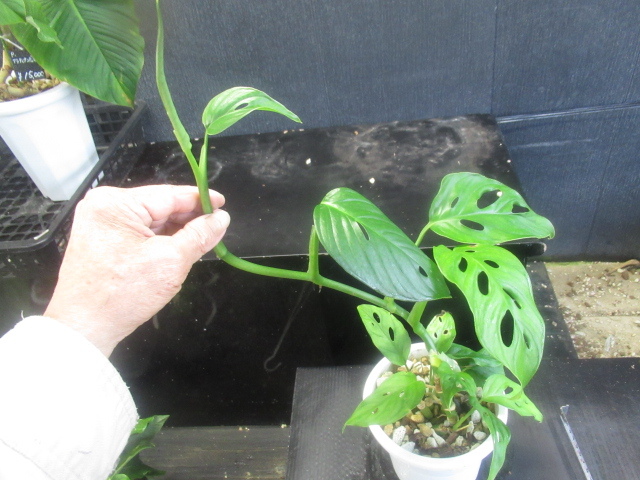 KN 1 jpy! monstera ( howe laishou.)akmina-ta(MONSTERA ACUMINATA) 1.2M and downward 