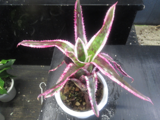 KNekmea( coral bromeliad .)o- Landy hole *en autograph *(AECHMEA ORLANDIANA `ENSIGN`) 0.8M and downward 