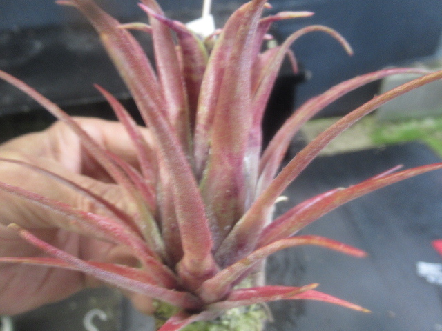 KNekmea( coral bromeliad .)rekru bar ta* kiwi fruit *(AECHMEA RECURVATA `KIWI`) 0.8M and downward 