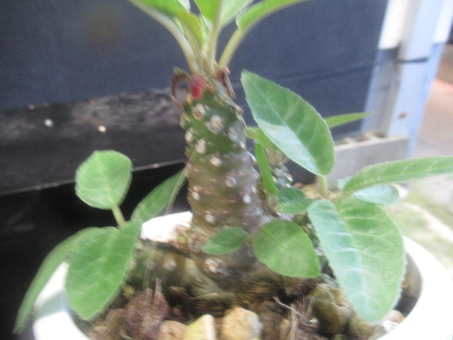 ＫＮ　１円！　ドルステニア　ホエティダ（DORSTENIA FOETIDA）　　　　0.8Ｍ以下_画像4