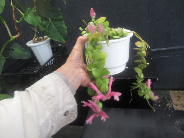 ＫＮ　エスキナンサス　‘ピンク　ピンキー‘（AESCHYNANTHUS `PINK PINKY`）　　　0.8Ｍ以下_画像4