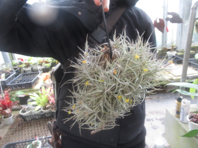 ＫＮ　特大クランプ　ティランジア　クロカタ（TILLANDSIA CROCATA）　　　0.8Ｍ以下_画像1