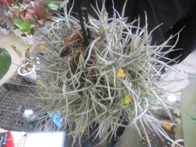 ＫＮ　特大クランプ　ティランジア　クロカタ（TILLANDSIA CROCATA）　　　0.8Ｍ以下_画像5