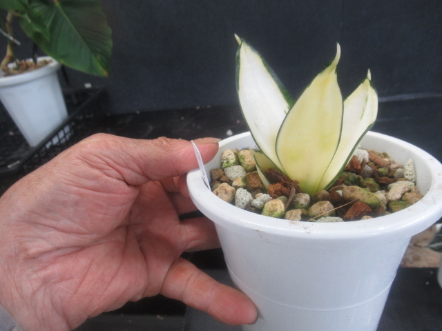 ＫＮ　１円！　サンスベリア　‘ハーニー　ソリッドゴールド‘（SANSEVIERIA trifasciata `HAHNII SOLID GOLD`）　　　0.8Ｍ以下_画像2