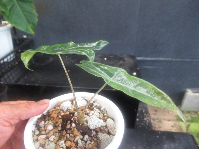 KNarokasia( Alocasia odora .) sp. * narrow bo Rene o*(ALOCASIA sp. `NARROW BORNEO`) 0.8M and downward 