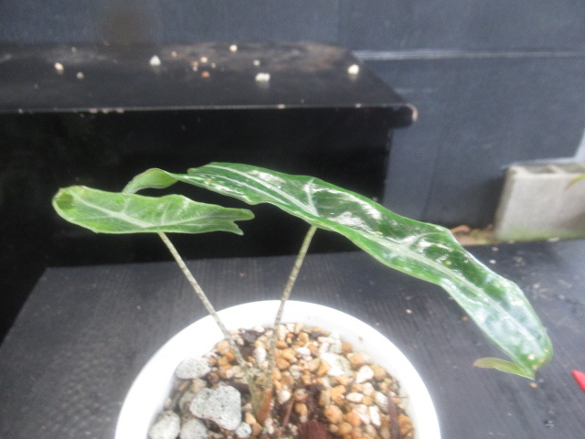 KNarokasia( Alocasia odora .) sp. * narrow bo Rene o*(ALOCASIA sp. `NARROW BORNEO`) 0.8M and downward 