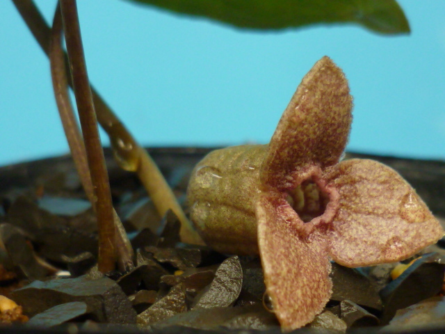 ★紀州産、クマノジカンアオイ（新種）★カンアオイ　山野草　蘭　斑入り植物★_紀州産、野生クマノジカンアオイ（新種）