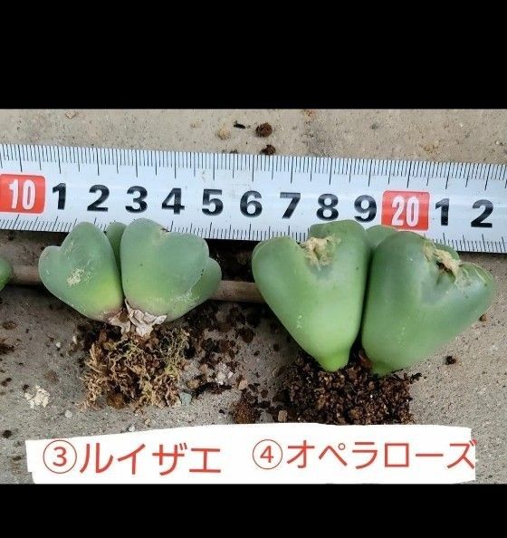 コノフィツム　抜き苗　１苗　４２０円～　メセン　多肉植物　３、４番