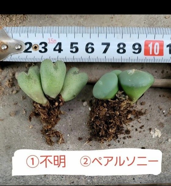 コノフィツム　抜き苗　１苗　４２０円～　メセン　多肉植物　３、４番