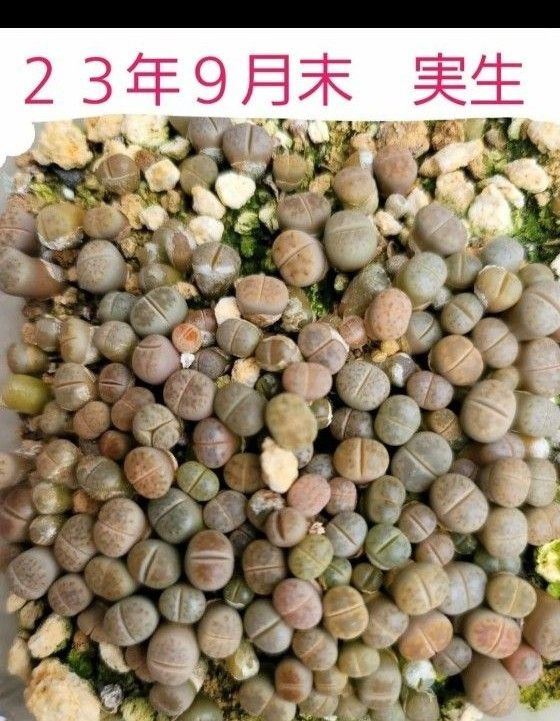 リトープス　種子ミックス　１５０粒+α　２３年産　２４年産選べます