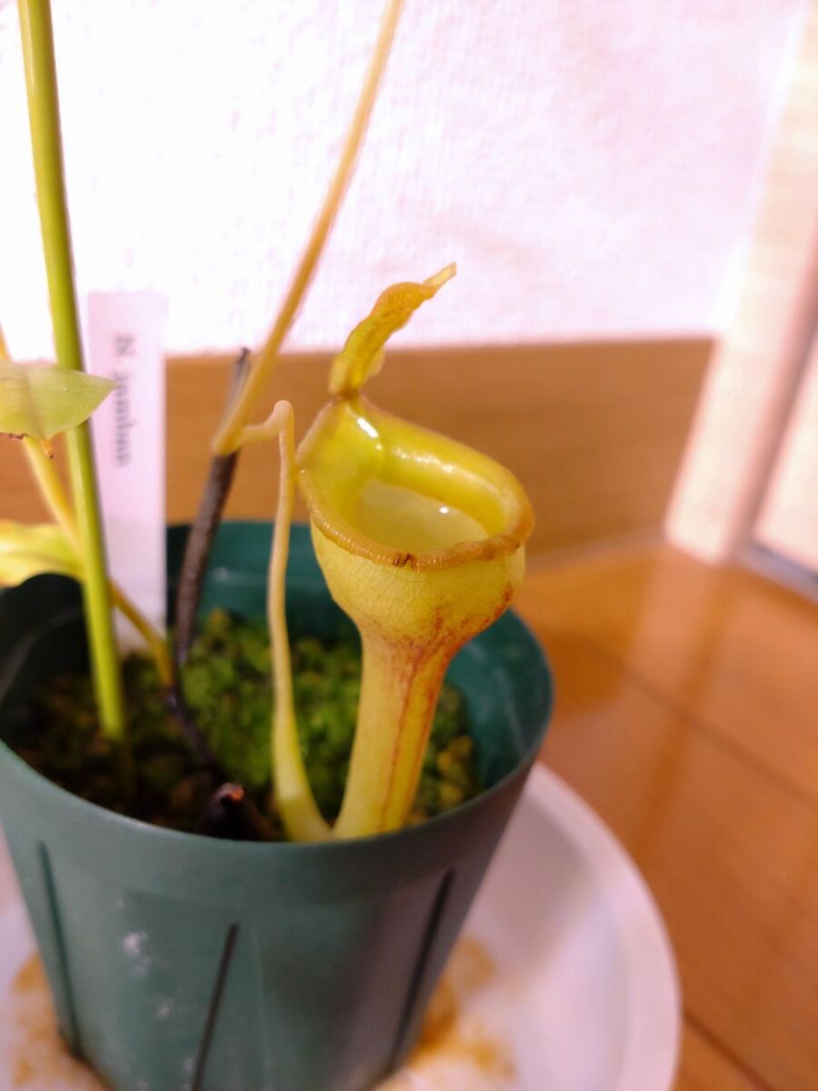  meal insect plant Nepenthes Nepenthes. jamban BE
