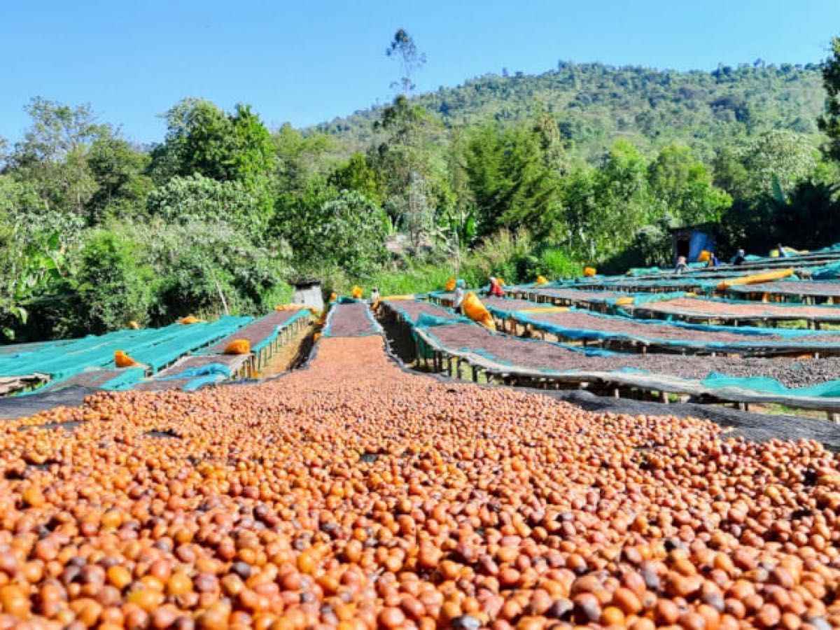 ブルンジアナエロビック&エチオピアアナエロビック各200g合計400g自家焙煎コーヒー豆
