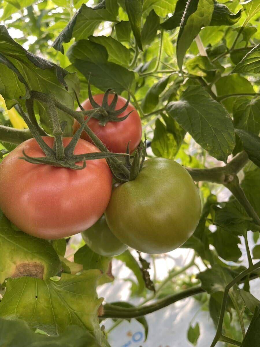  нестандартный есть перевод помидор 8kg ограниченное количество . пестициды культивирование сельское хозяйство дом прямая поставка Shizuoka префектура производство 