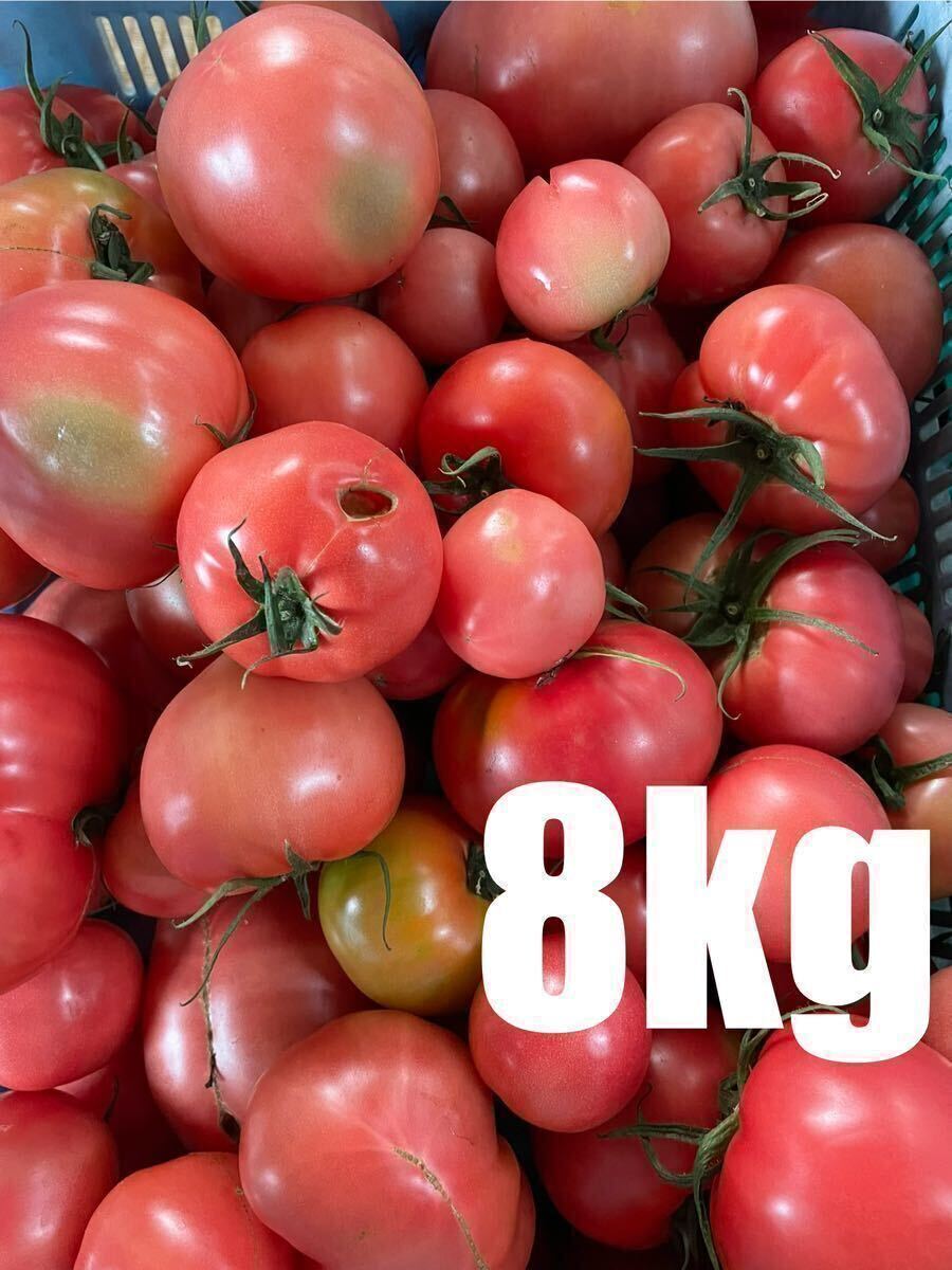  нестандартный есть перевод помидор 8kg ограниченное количество . пестициды культивирование сельское хозяйство дом прямая поставка Shizuoka префектура производство 