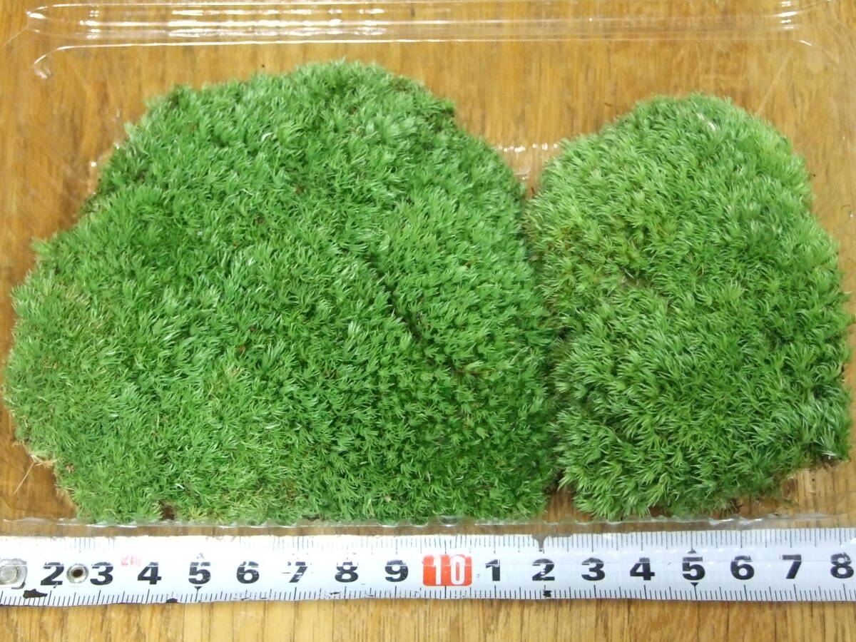 ホソバオキナゴケ Mサイズ（19cm×12cm×4.5cm) No.135の画像1