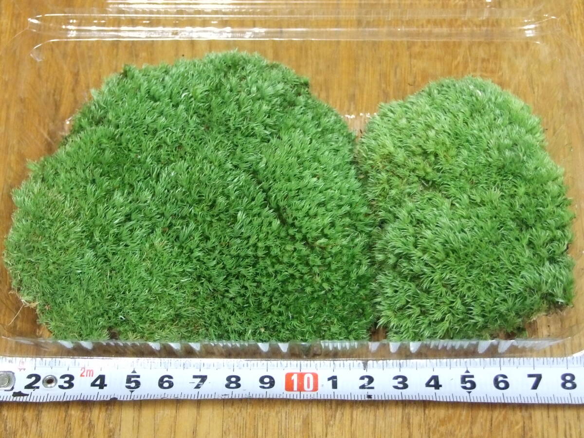 ホソバオキナゴケ Mサイズ（19cm×12cm×4.5cm) No.135の画像4