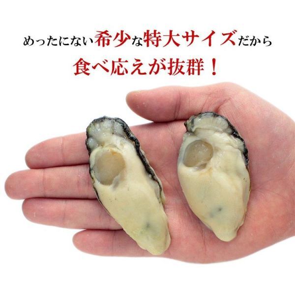 【産地直送】【送料無料】かき カキ 牡蠣 特大 L～2Lサイズ ジャンボ 広島かき 2Lサイズ1kg（解凍後850g/30粒前後） バラ凍結 プレゼント_画像4