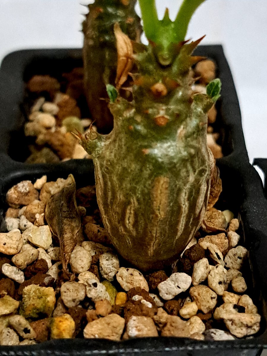 ④パキポディウム ウィンゾリー Pachypodium windsorii 実生【検】ウィンゾリー マカイエンセ カタフ パキプス アンボンゲンセ 光堂_画像4