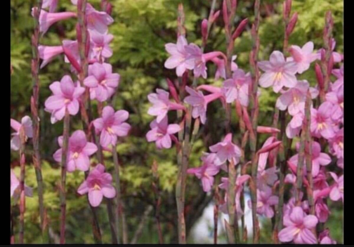 みくまむ様　Watsonia 整然と並んで咲くワトソニア　8球　芽出し球根　ピンク　耐寒性有り