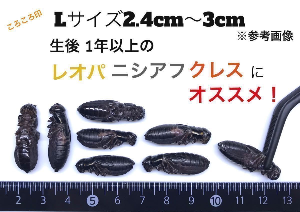 冷凍クロコL約500匹500g冷凍コオロギの画像1