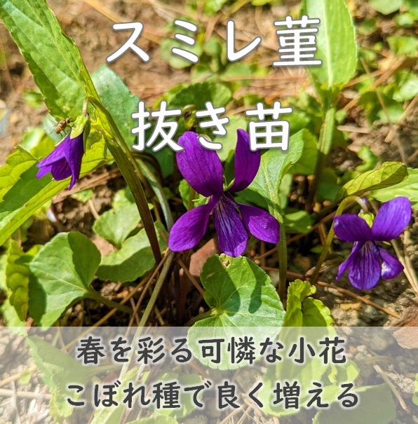 送料無料◆山野草◆スミレの根付き苗 5株 抜き苗 紫か薄紫色の花 （白い花の可能性もあります）耐寒性◎ 園芸 ガーデニング_画像1