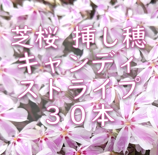 芝桜 挿し穂用カット苗 30本 6～8cm キャンディストライプ ピンク◆シバザクラ 耐寒性宿根草 常緑 グランドカバー 園芸 ガーデニング挿し木_画像1