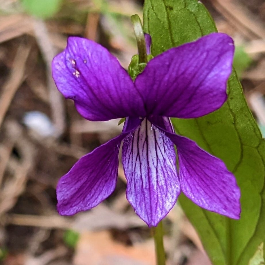 送料無料◆山野草◆スミレの根付き苗 5株 抜き苗 紫か薄紫色の花 （白い花の可能性もあります）耐寒性◎ 園芸 ガーデニング_画像2