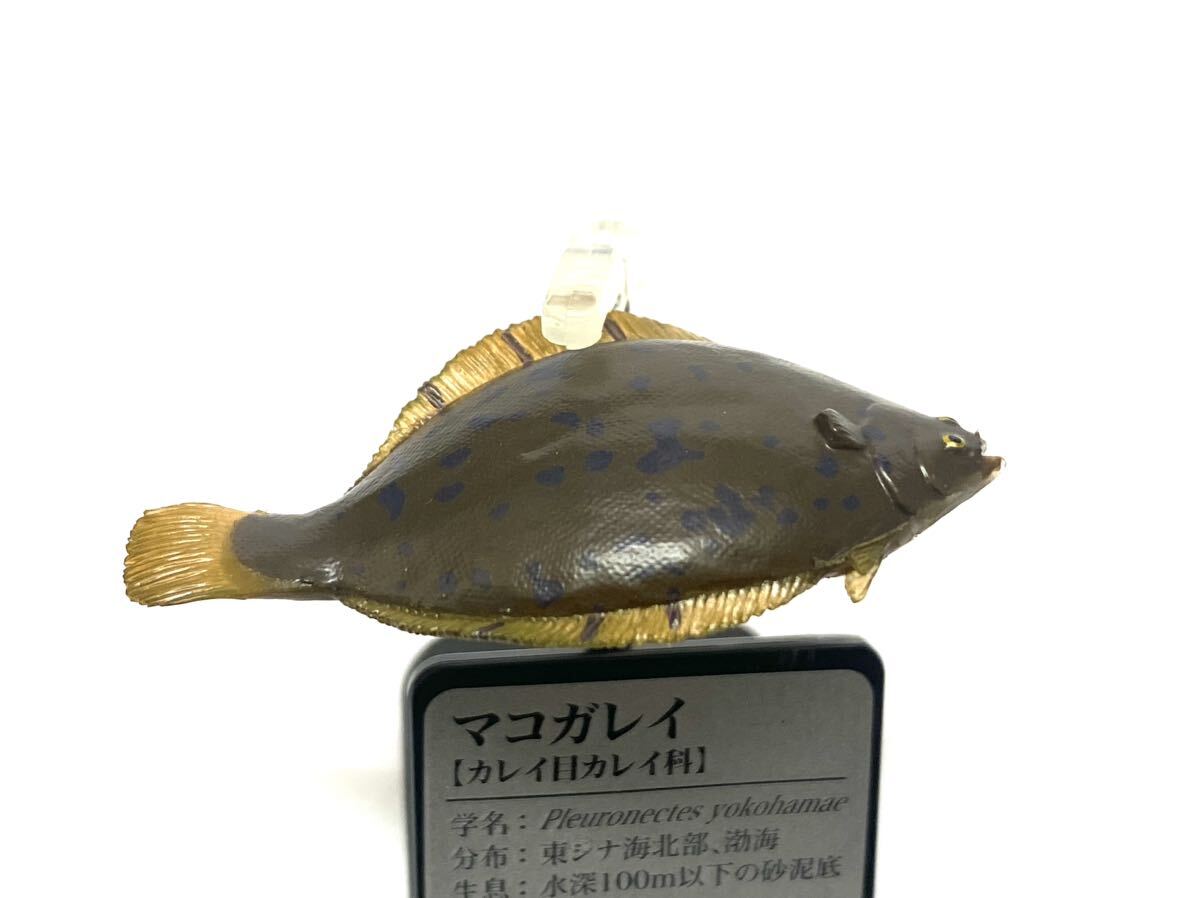 希少　原色海水魚図鑑　マコガレイ　フィギュア_画像2