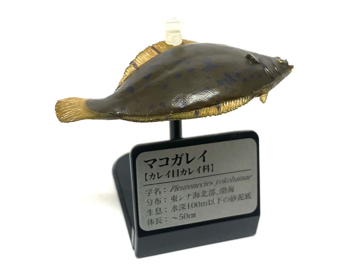 希少　原色海水魚図鑑　マコガレイ　フィギュア_画像1