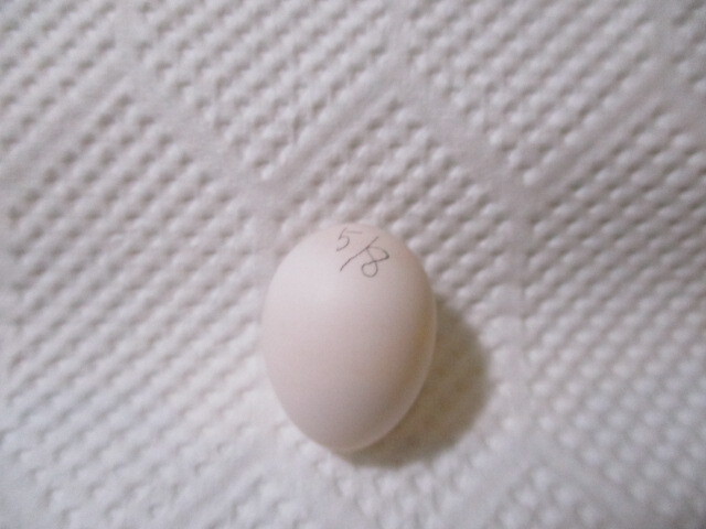 ウロコインコの卵（食用）の画像1