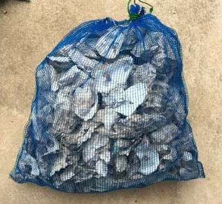  oyster gala1 sack 8~10kg( net sack 1 sack ) Kawai aquarium fish A