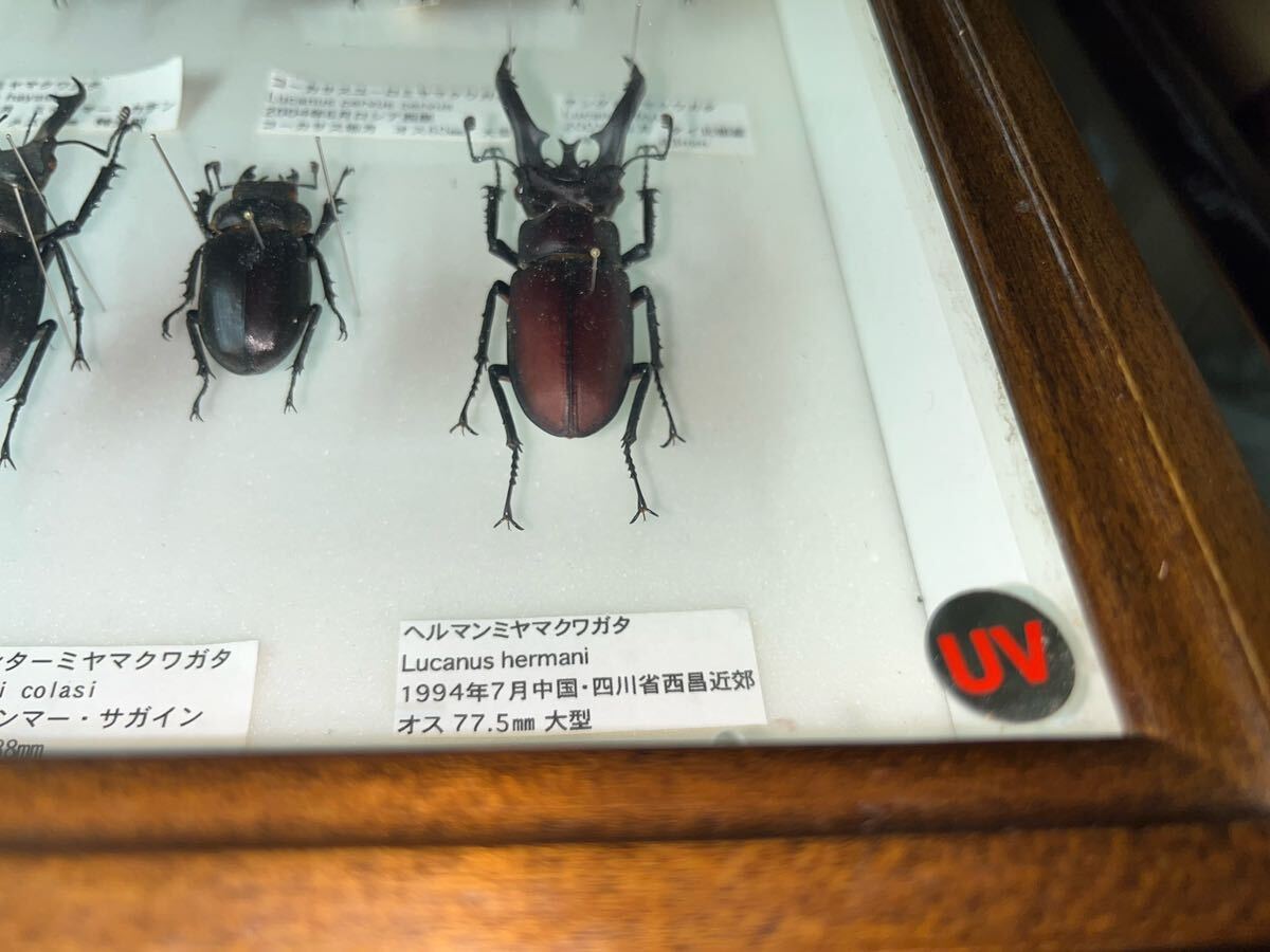 ③ クワガタ標本 ドイツ箱入り 外国 昆虫標本 クワガタ_画像10