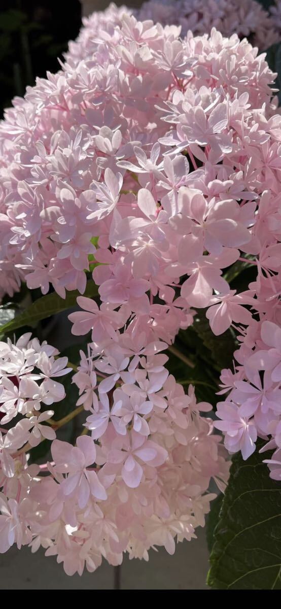  гортензия супер прекрасный ограниченный товар вид новый товар вид Sakura. .. редкий фиолетовый . цветок 2 год сырой рассада 