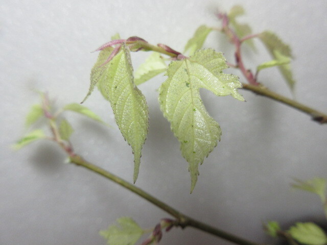 八房コウゾ　斑入り植物・盆栽の　豊樹園　　 必ず取引規約確認同意で入札してください _画像2