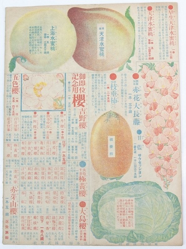  Taisho . year spring. part agriculture . kind seedling fee cost table no. 100 10 four . Japan kind seedling corporation *La.13