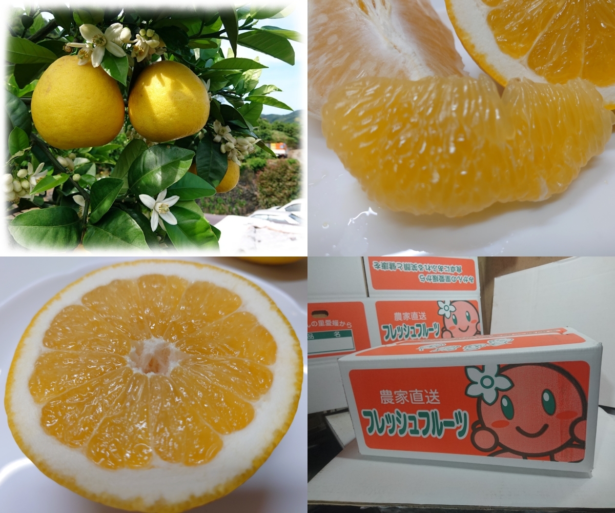 ピースみかん愛媛★初夏の爽快柑橘 河内晩柑 ファミリー 4ｋg ☆★送料無料 (北海道・沖縄＋５００円） ★農家直売即決_画像1