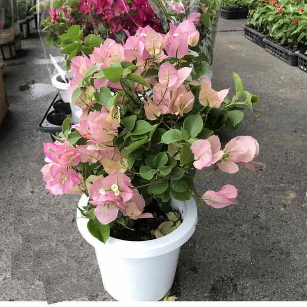 b-gembi rear 5 size (MIX):1 box (4 pot entering .. sale. )