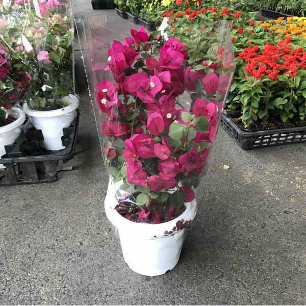 b-gembi rear 5 size (MIX):1 box (4 pot entering .. sale. )