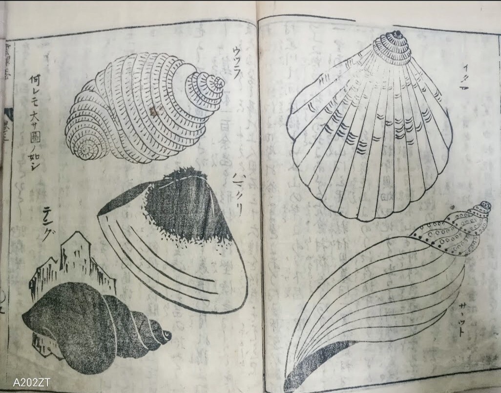 雲根志 古文書 木内石亭 岩石 化石 鉱物 妖怪 - 和書 雲根志 古文書 木内石亭 岩石 化石 鉱物 妖怪 - 和書