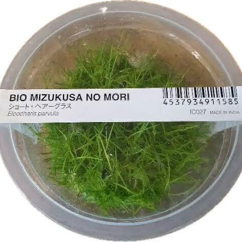 ADA水草の森　ショートヘアーグラス　水上葉　無農薬　オススメ前景草　アクアリウム　ビオトープ　水草レイアウト_画像1