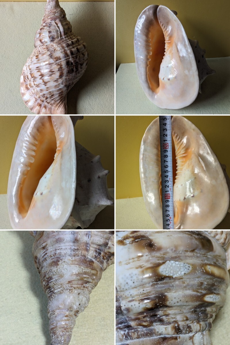 初出し　コレクター収集品　貝標本　大型法螺貝？　ホラ貝？　貝殻　インテリア　水槽装飾　オブジェ（1）_画像8