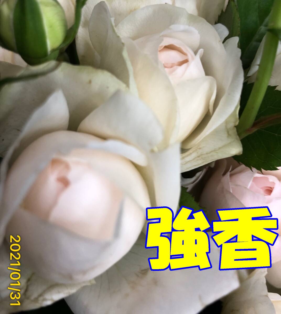 切り花品種　　フラッフィ★SP　ミルラ強香★挿し木苗_画像9