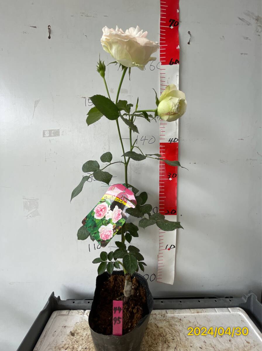 4495 Pierre Delon sa-ru* прекрасный роза .. роза. женщина .* контактный дерево 