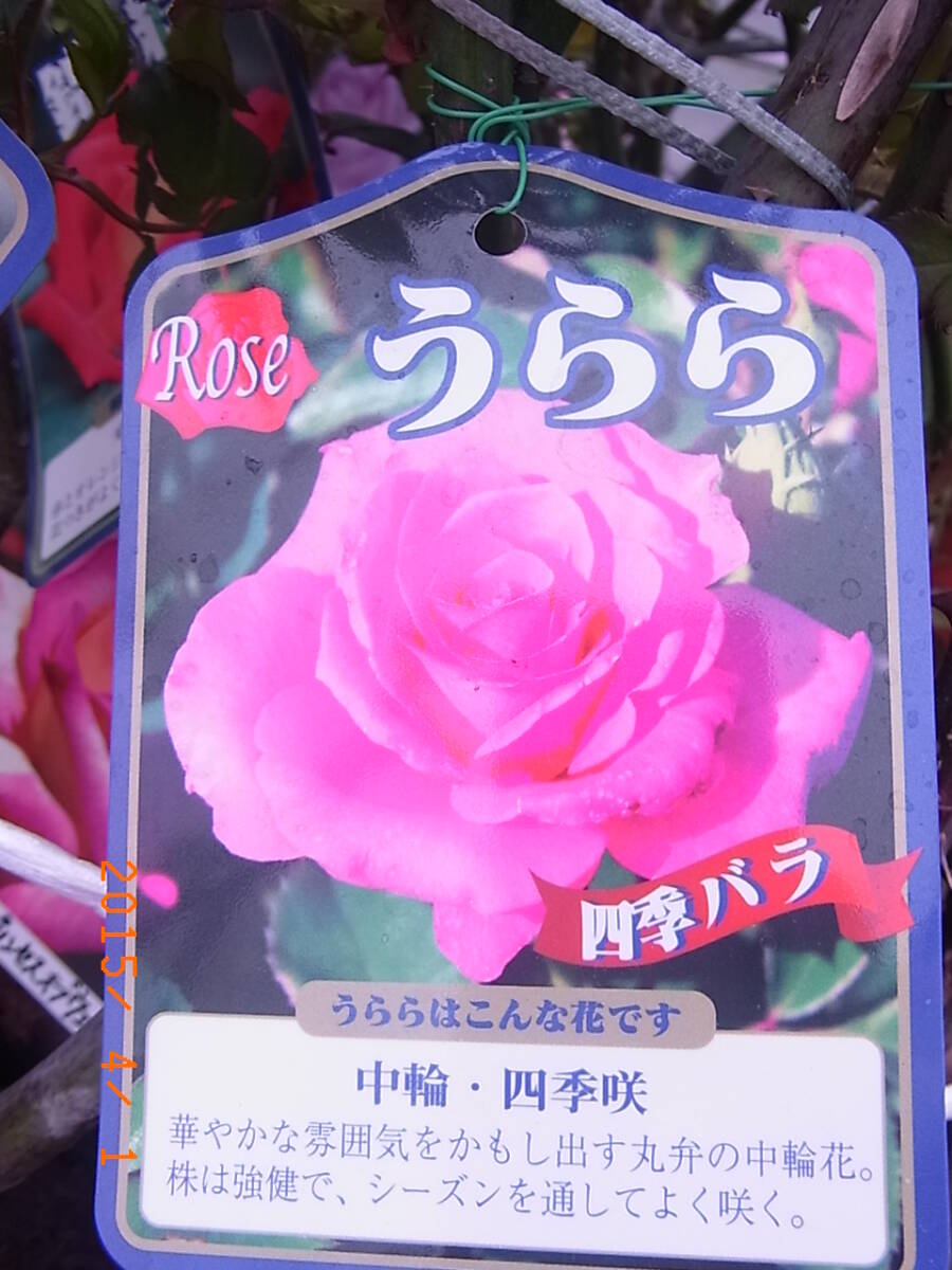 5145　　うらら★このバラは絶対に買った方が良いですよベスト３★5号_画像2