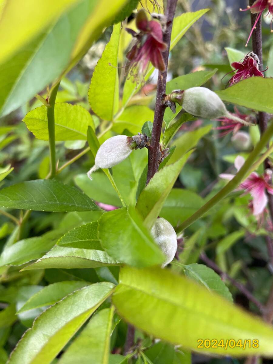 実★又は花がついています　　アーモンドの木★実はうまく花は美しい魅惑の落葉果樹120cm↑↓_画像3