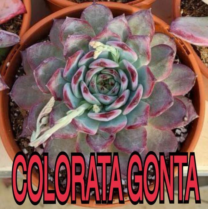 colorata gonta 種子　50粒　ゴンタ　コロラータ　多肉植物　エケベリア　ゴンザレス苗_画像1