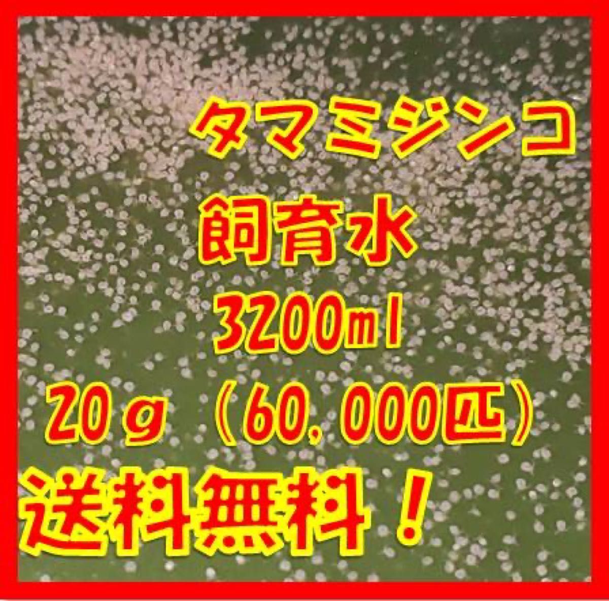 タマミジンコ飼育水3200ml（20g+α 約60,000匹混入）