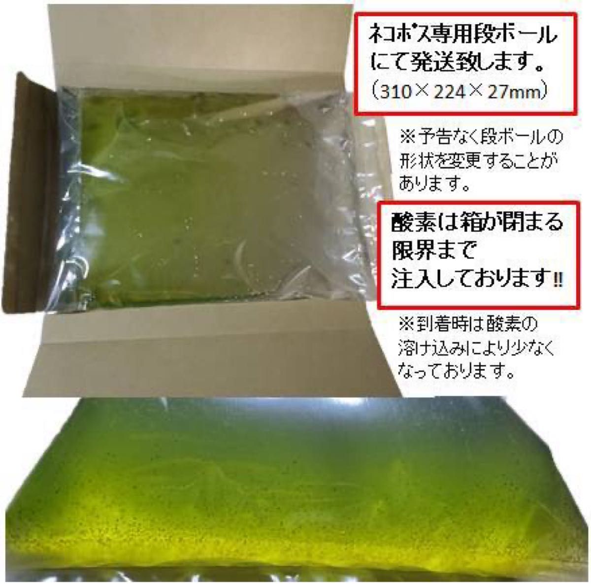 タマミジンコ飼育水800ml（3.5g+α約10,000匹混入）