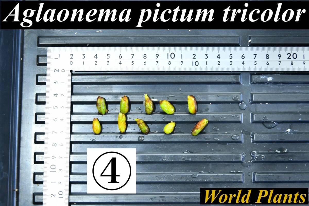 4　Aglaonema　pictum tricolor from South Sumatra アグラオネマ　ピクタム　トリカラー 種10粒_画像1
